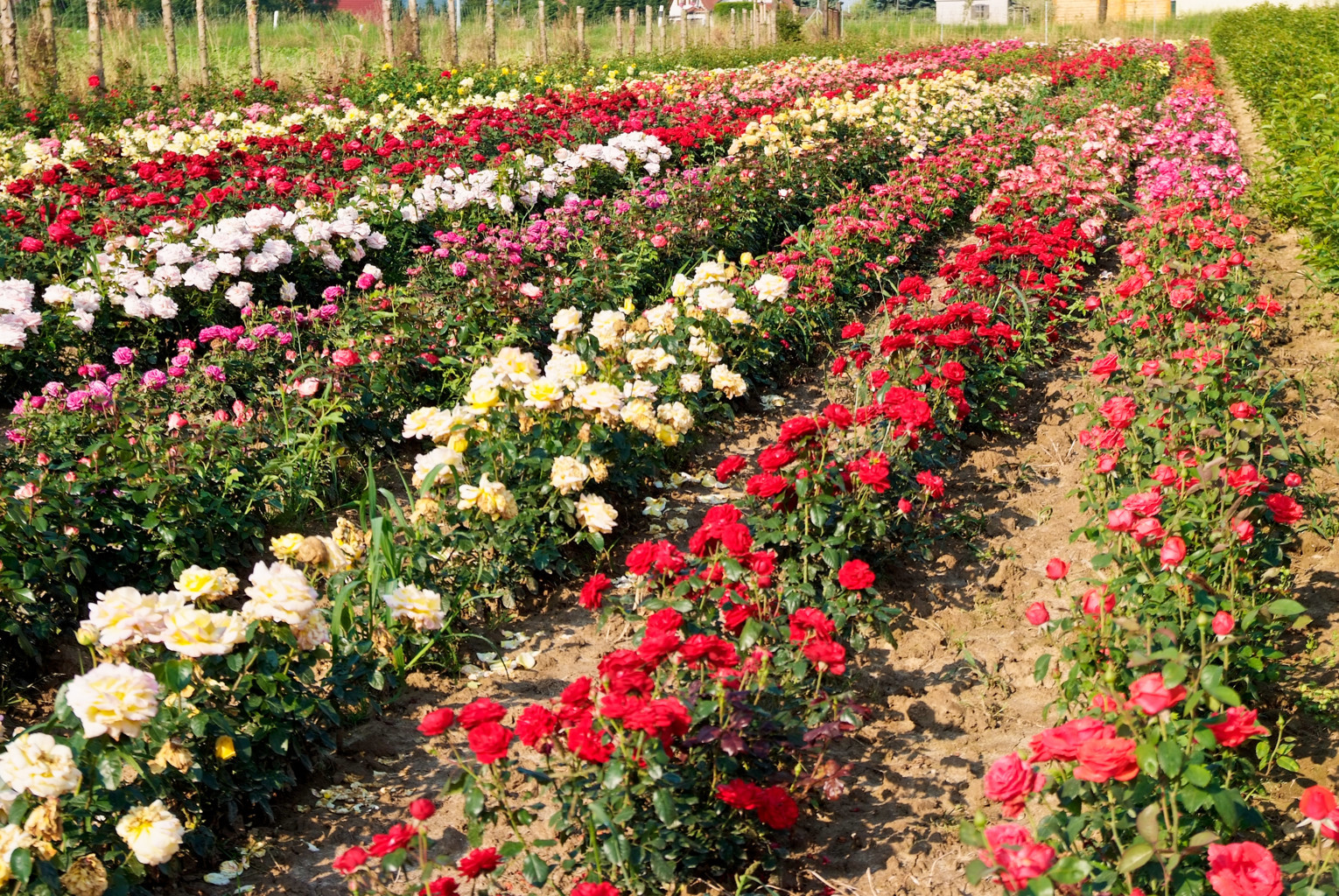 Weites Rosenfeld mit Baumreihen im Hintergrund