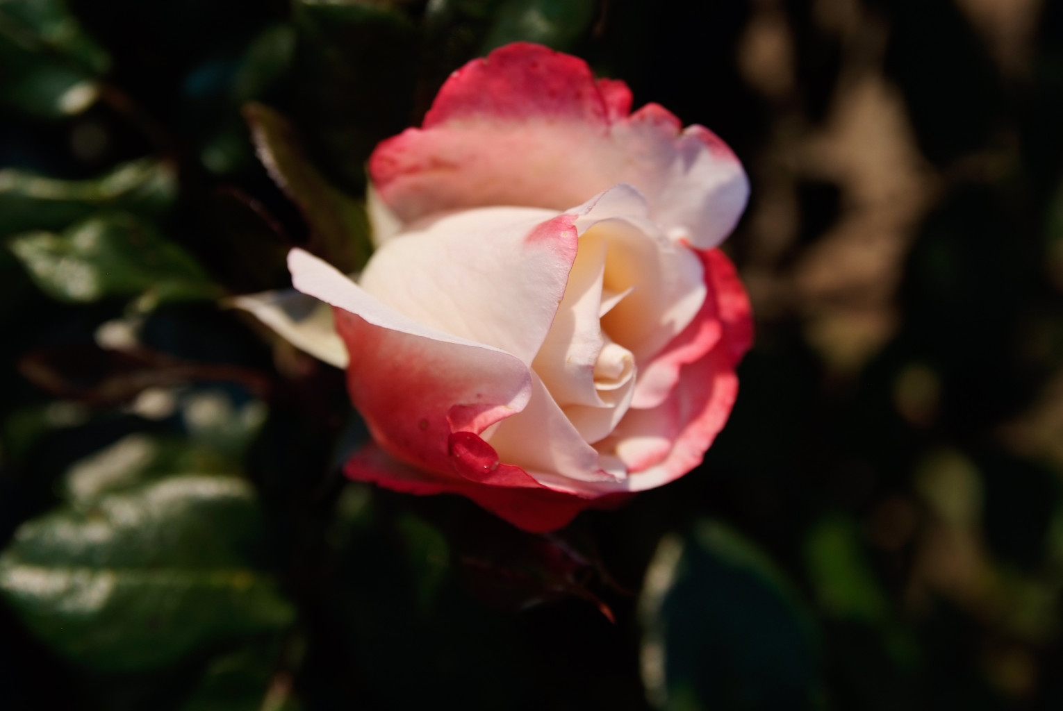 Rose aus der Baumschule Neumann, Aufnahme 4