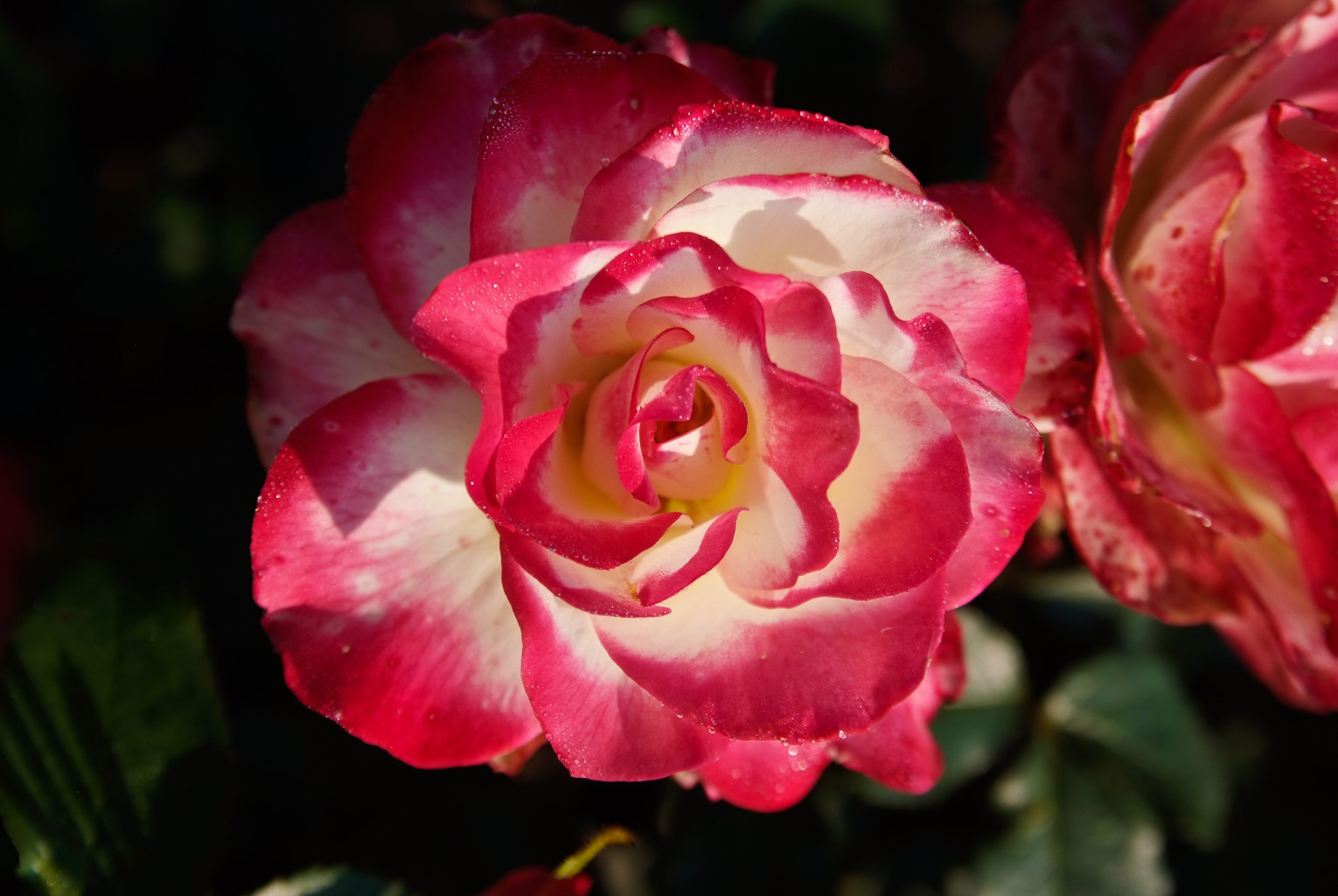 Rose aus der Baumschule Neumann, Aufnahme 6