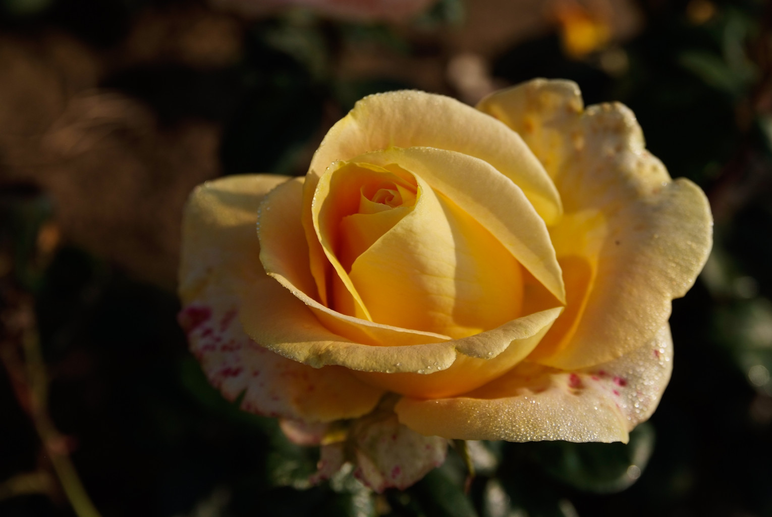 Rose aus der Baumschule Neumann, Aufnahme 7