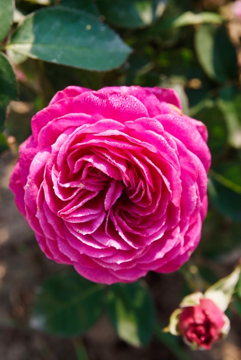 Rose aus der Baumschule Neumann, Aufnahme 8