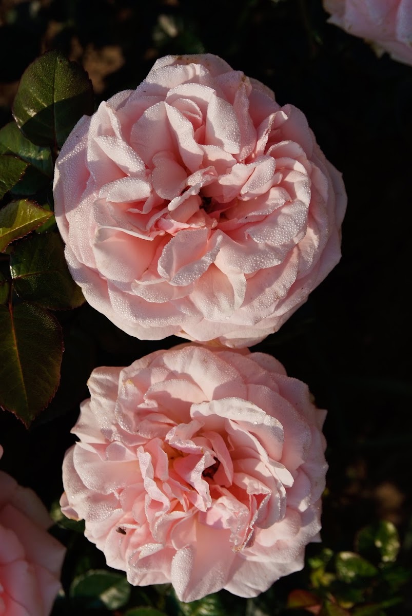Rose aus der Baumschule Neumann, Aufnahme 1