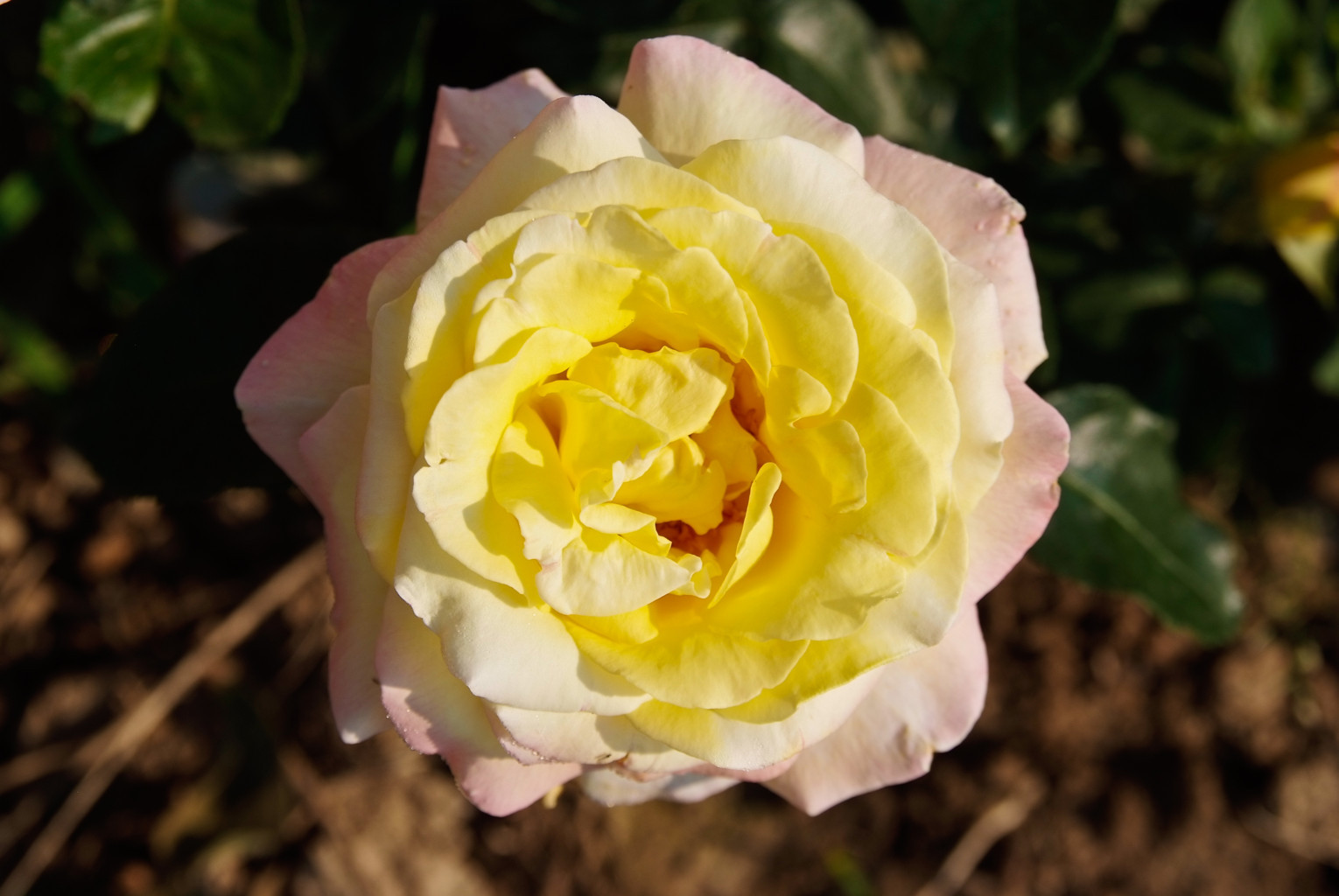 Rosenfeld-Reihen mit Wohnhäusern im Hintergrund