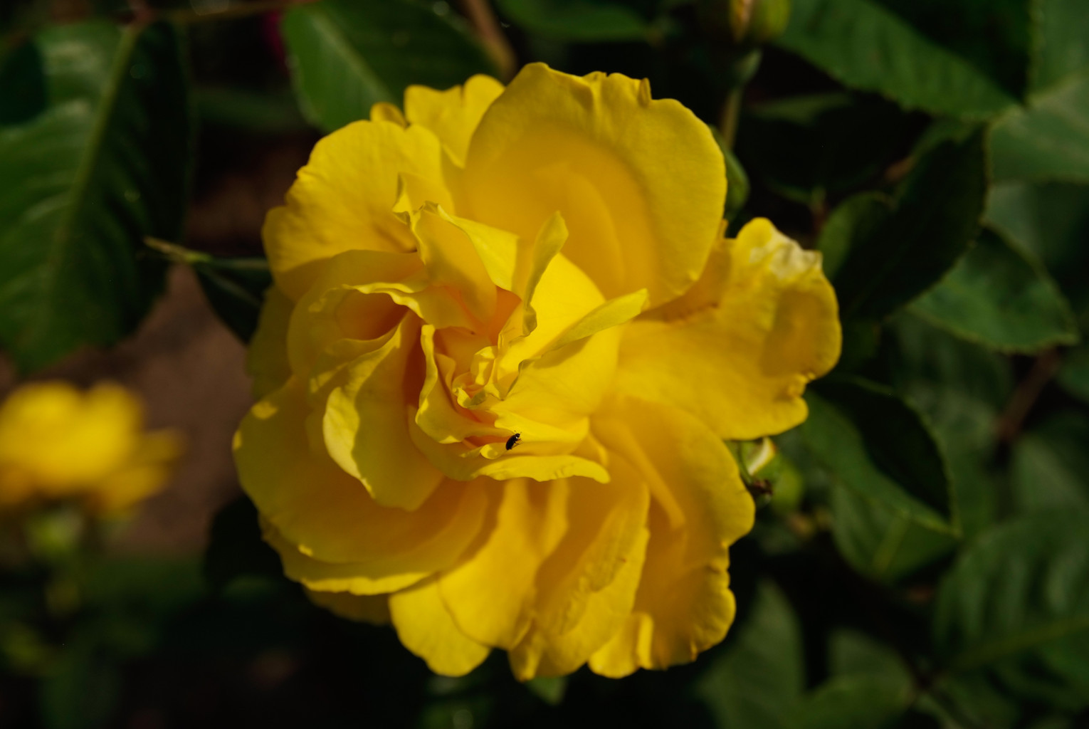 Rose aus der Baumschule Neumann, Aufnahme 2
