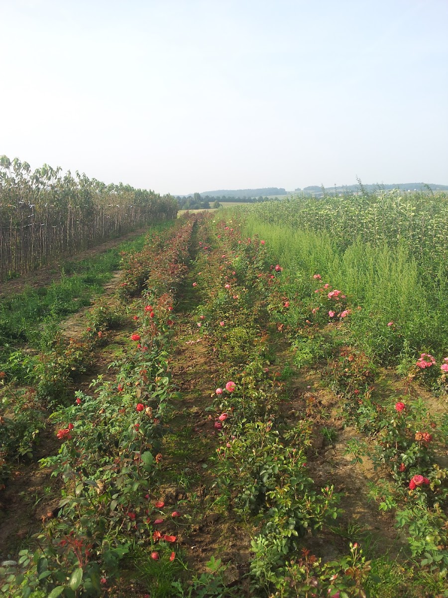 Feldweg zwischen Rosenreihen und jungen Bäumen bei der Baumschule Neumann