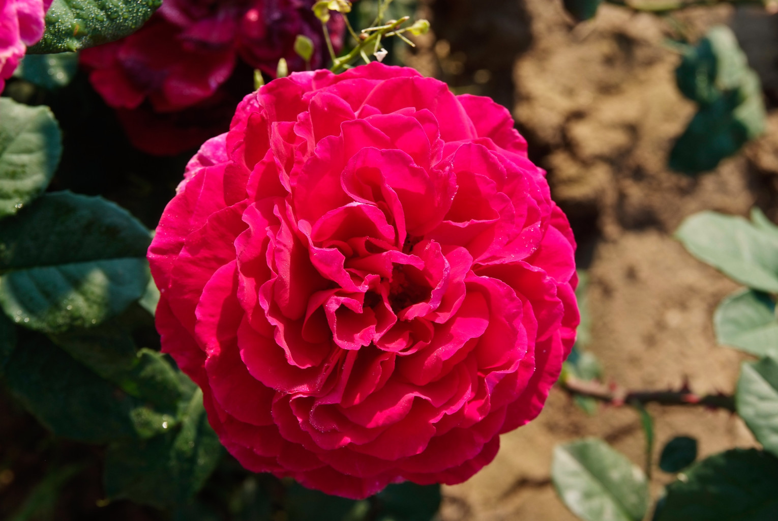 Rose aus der Baumschule Neumann, Aufnahme 3